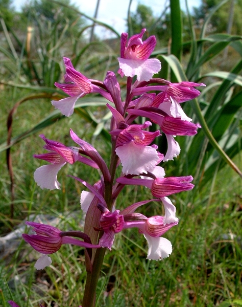 Orchis papilionacea